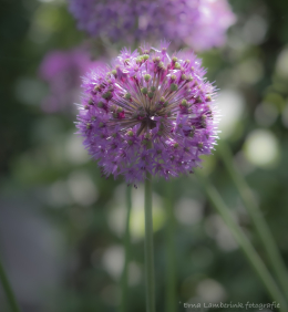 Sierui-scaled-aspect-ratio-260-282
