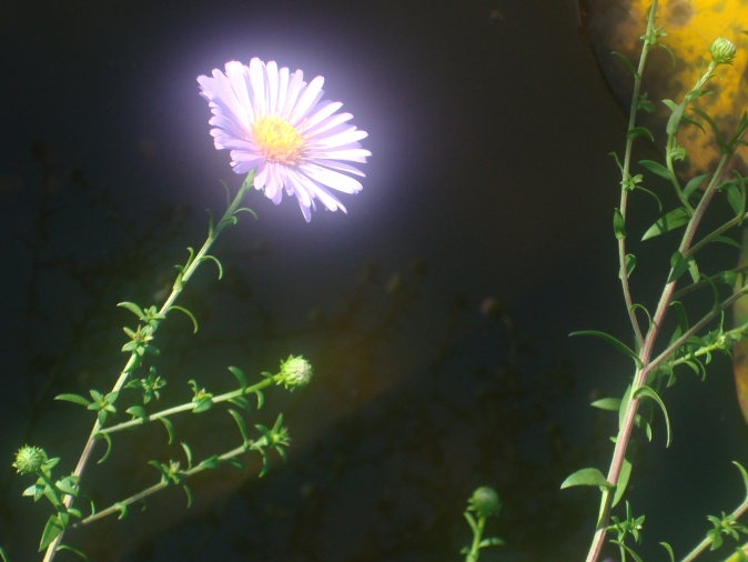 bloem_groot-scaled-aspect-ratio-674-506
