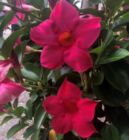 image-aspect-ratio-260-282