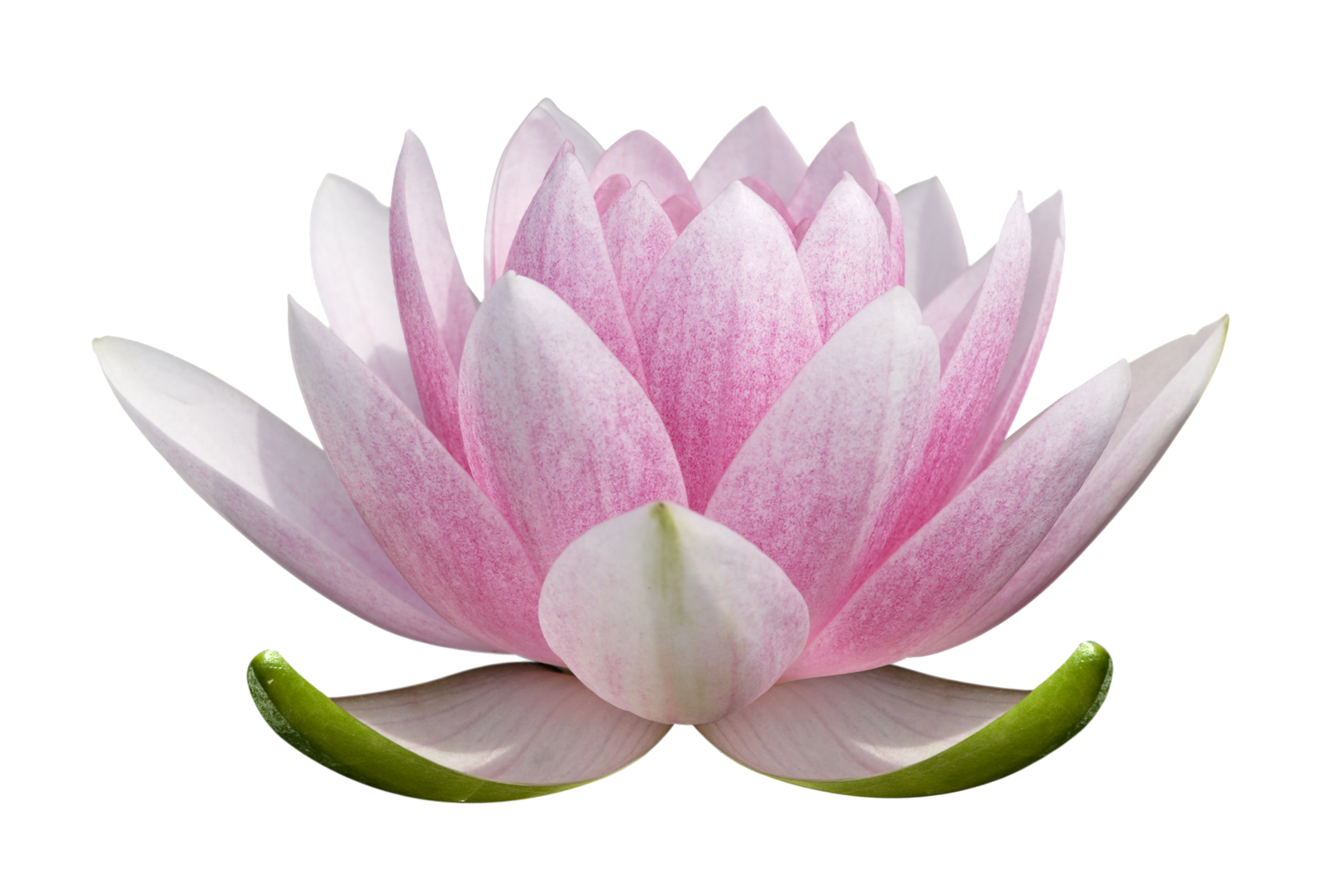 pngimg.com - lotus_flower_PNG62